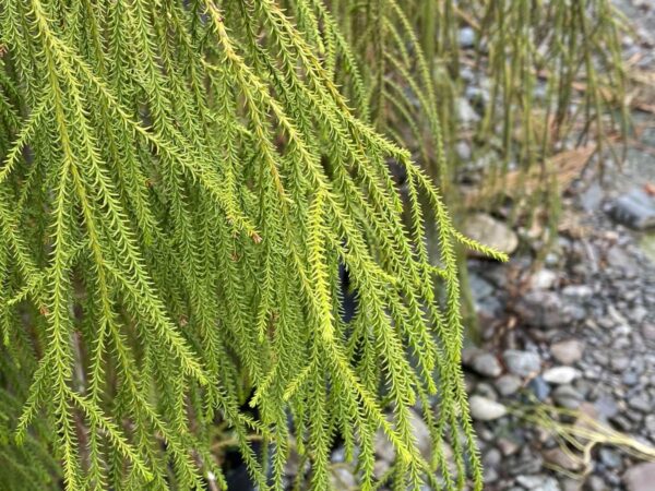 <i>Dacrydium cupressinum</i> - Image 3