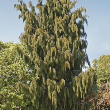 Weeping Alaskan Cedar tree with cascading green foliage stands tall against a blue sky, showcasing its unique, graceful form. A striking focal point in any garden landscape.