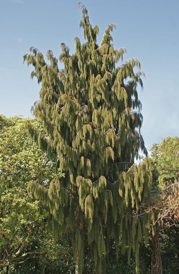 <i>Dacrydium cupressinum</i> - Image 4