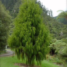 Dacrydium cupressinum (Rimu) plant on hill.