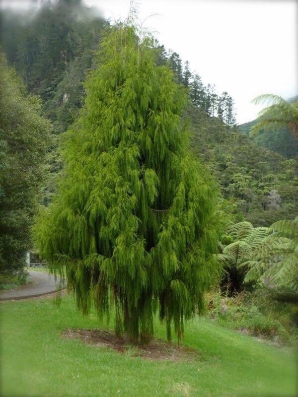 <i>Dacrydium cupressinum</i> - Image 5