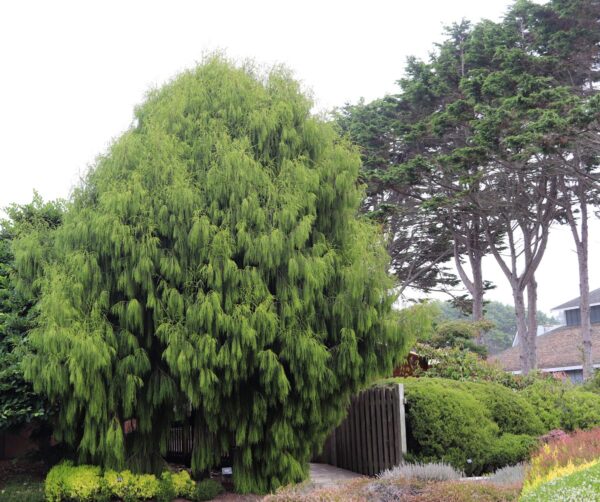 <i>Dacrydium cupressinum</i>