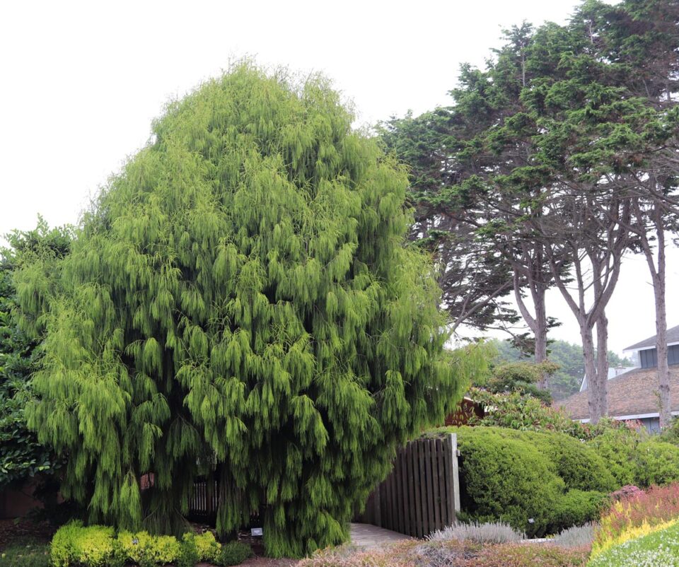Dacrydium cupressinum (Rimu) big tree.