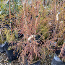 P18 Dacrydium cupressinum (Rimu)