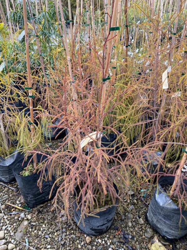 P18 Dacrydium cupressinum (Rimu)