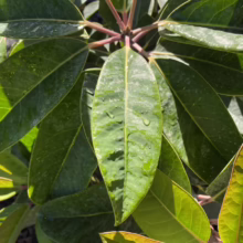 Glossy green leaves of a young magnolia tree, showcasing vibrant foliage and healthy growth. Water droplets glisten on the leaves, highlighting their rich texture.