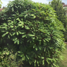 Lush, rounded evergreen shrub with vibrant green leaves and dark red stems against a partly cloudy sky. Garden landscape featuring healthy foliage and a well-maintained lawn.