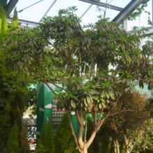 Lush indoor garden featuring a small tree with dark green leaves surrounded by vibrant red flowers and various shrubbery under a glass greenhouse roof.
