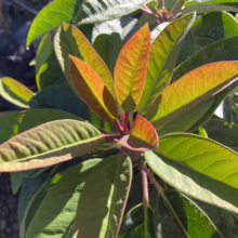 Glossy rhododendron leaves in vibrant shades of green, red, and orange, catching the sunlight. The plant's new growth displays rich, warm hues, adding visual interest.