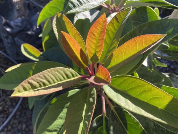 <i>Daphniphyllum macropodum</i> - Image 5