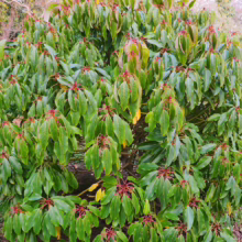 Lush Pieris japonica 'Forest Flame' shrub with vibrant green leaves and striking red new growth, creating a dense, rounded form in a garden setting.