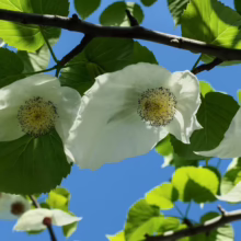 Ghost tree blossoms against a bright blue sky. White petals surround a yellow center, framed by vibrant green leaves on dark branches.