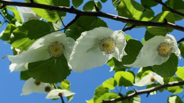 <i>Davidia involucrata</i> - Image 2