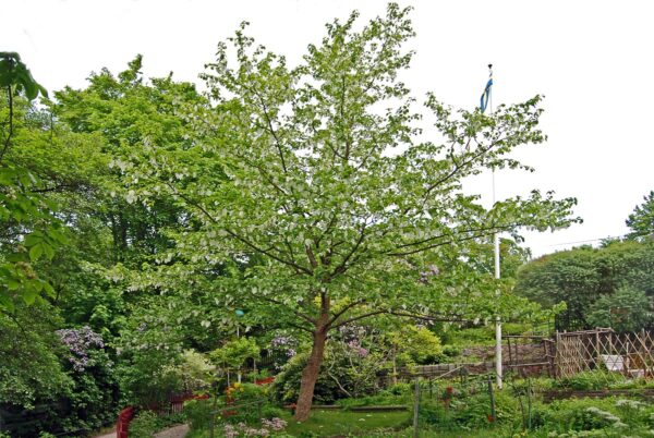 <i>Davidia involucrata</i> - Image 3