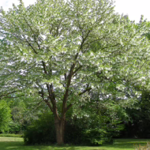 A full-grown Davidia involucrata tree, also known as the handkerchief tree, stands in full bloom with white bracts resembling handkerchiefs hanging from its branches, set against a lush green garden backdrop.