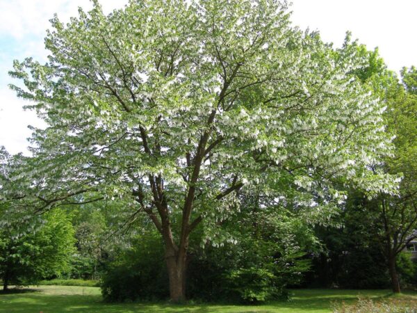 <i>Davidia involucrata</i> - Image 4