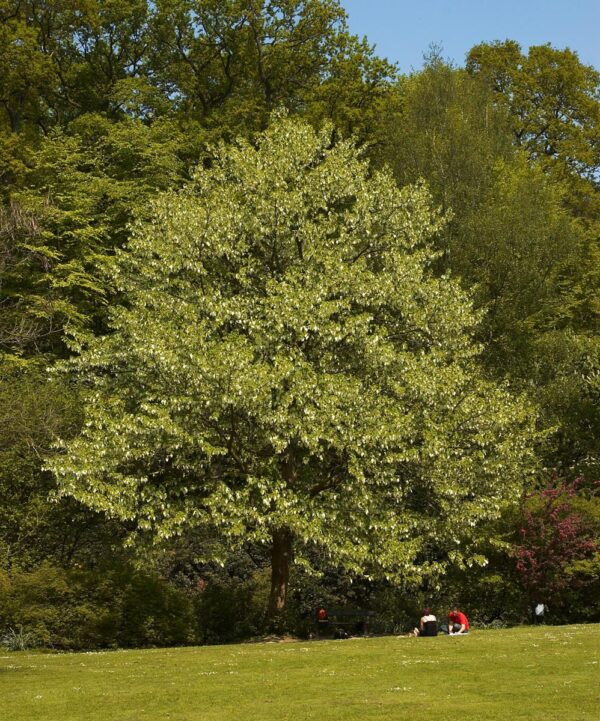 <i>Davidia involucrata</i>