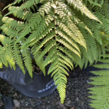 Lush green fern fronds in dappled sunlight, filling a black nursery pot. The vibrant plant adds natural beauty and texture to the garden setting.
