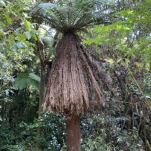 A majestic tree fern stands tall in a lush, green forest. Its distinctive umbrella-like canopy and skirt of dried fronds create a striking silhouette. A path winds nearby, inviting exploration of this natural wonderland.