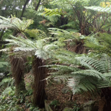 Lush New Zealand forest scene featuring several mature tree ferns with vibrant green fronds, creating a dense, tranquil, and verdant landscape.