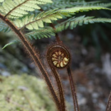 Unfurling fern frond with fuzzy brown stem and vibrant green leaves. The coiled fiddlehead shows intricate patterns, set against a backdrop of mossy stones and forest floor.