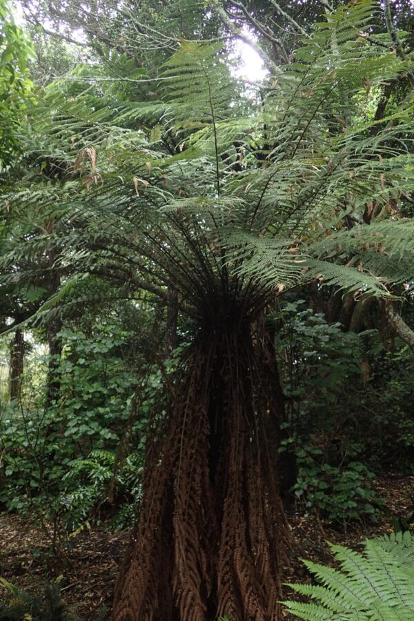 <i>Dicksonia fibrosa</i>