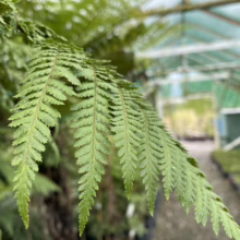 Close-up of lush green fern fronds with a greenhouse in the soft-focus background. The fern's delicate leaflets create a textured, natural pattern.