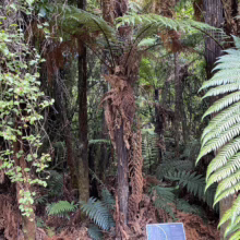 Lush New Zealand rainforest scene with towering tree ferns, vibrant green foliage, and a dense undergrowth of brown ferns. A winding vine adds texture to this tranquil landscape.