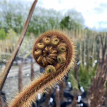Unfurling Dicksonia antarctica (soft tree fern) fiddlehead, its brown, hairy texture contrasting with the blurred green foliage in the background. A botanical close-up highlighting the unique spiral shape of this fern.