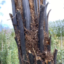 Close-up of a tree fern trunk with dark, textured fronds and fibrous, brown scales. The rough texture and contrasting colors create a natural, organic feel.