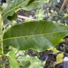 Close-up of a vibrant green leaf with prominent veins, showcasing its natural texture. The leaf is part of a lush plant in an outdoor setting, with other greenery visible in the background.