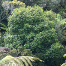Lush New Zealand forest scene featuring a dense canopy of green trees and ferns. The image captures a vibrant, natural landscape, showcasing the rich biodiversity of a native forest.