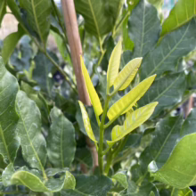 Close-up of a young longan tree showcasing vibrant new growth. Fresh, light green leaves sprout from the branch against a backdrop of mature, darker green foliage.