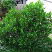 Lush, vibrant green Eugenia myrtifolia shrub with dense foliage, thriving in a garden setting. The plant's compact shape and glossy leaves add texture and depth to the landscape.