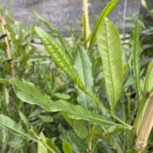 Close-up of willow tree sapling leaves showing vibrant green color and delicate veins, supported by a bamboo stake.