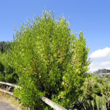 Lush green Taupata tree under a bright blue sky. The native New Zealand plant is dense and full, thriving beside a wooden fence in a natural setting.
