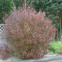 A vibrant, reddish-bronze 'Purpurea' willow shrub adds color to a garden landscape. Its dense foliage contrasts with a weathered gray fence and a backdrop of tall eucalyptus trees.