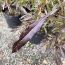 Close-up of a glossy, lance-shaped purple willow leaf, showcasing its fine venation and slightly wavy edge. Several other potted purple willows are blurred in the background.