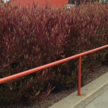 Dense hedge of burgundy-toned plants lines a sidewalk, protected by a bright orange railing. The hedge provides a natural barrier, adding color and texture to the urban landscape.
