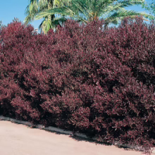A dense hedge of maroon-leaved plants creates a vibrant privacy screen. The rich, deep red foliage contrasts with the bright blue sky and a palm tree in the background, adding a striking visual element to the landscape.