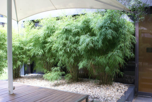 <i>Bambusa gracilis</i>