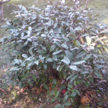Elaeagnus x submacrophylla (Silverberry) small bush.
