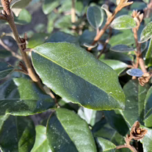 Elaeagnus x submacrophylla (Silverberry) foliage.