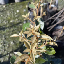 Elaeagnus x submacrophylla (Silverberry) flowers.