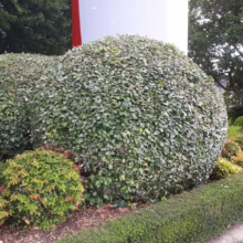 Elaeagnus x submacrophylla (Silverberry) trimmed as a ball.
