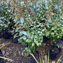 P18 Elaeagnus x submacrophylla (Silverberry) at Leafland.