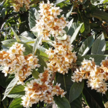 Clusters of fragrant loquat blossoms, creamy white with golden centers, stand out against glossy green leaves. Bees buzz around the blooms, highlighting the tree's beauty and attracting pollinators.
