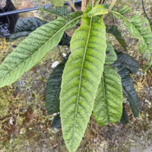 Close-up of a Tetrapanax papyrifer 'Rex' plant, showcasing its large, textured green leaves with prominent veins. The plant sits in a pot outdoors, surrounded by mossy ground cover.