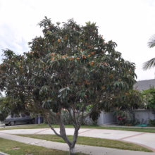 A mature loquat tree laden with orange fruit stands in a front yard, its broad canopy casting shade. A smaller loquat and a vintage car are visible nearby, adding to the suburban scene.