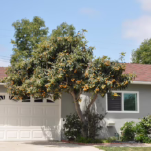 A loquat tree laden with ripe, yellow fruit stands in front of a gray house with a white garage door. The tree's canopy nearly touches the roof, creating a lush, suburban scene.